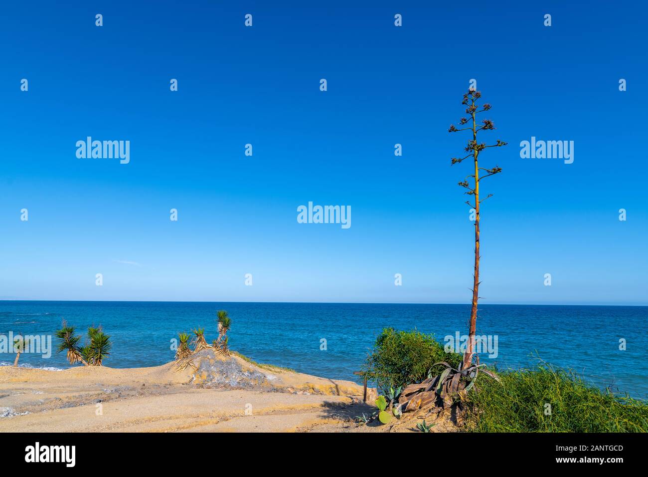Almeria, typical tourist image with the pita or agave plant and the sea in the background, all blue, brown and green. Stock Photo