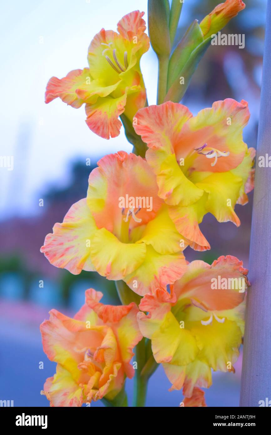 bunch of orange-yellow gladiolus flower blooming with a blurred background Stock Photo
