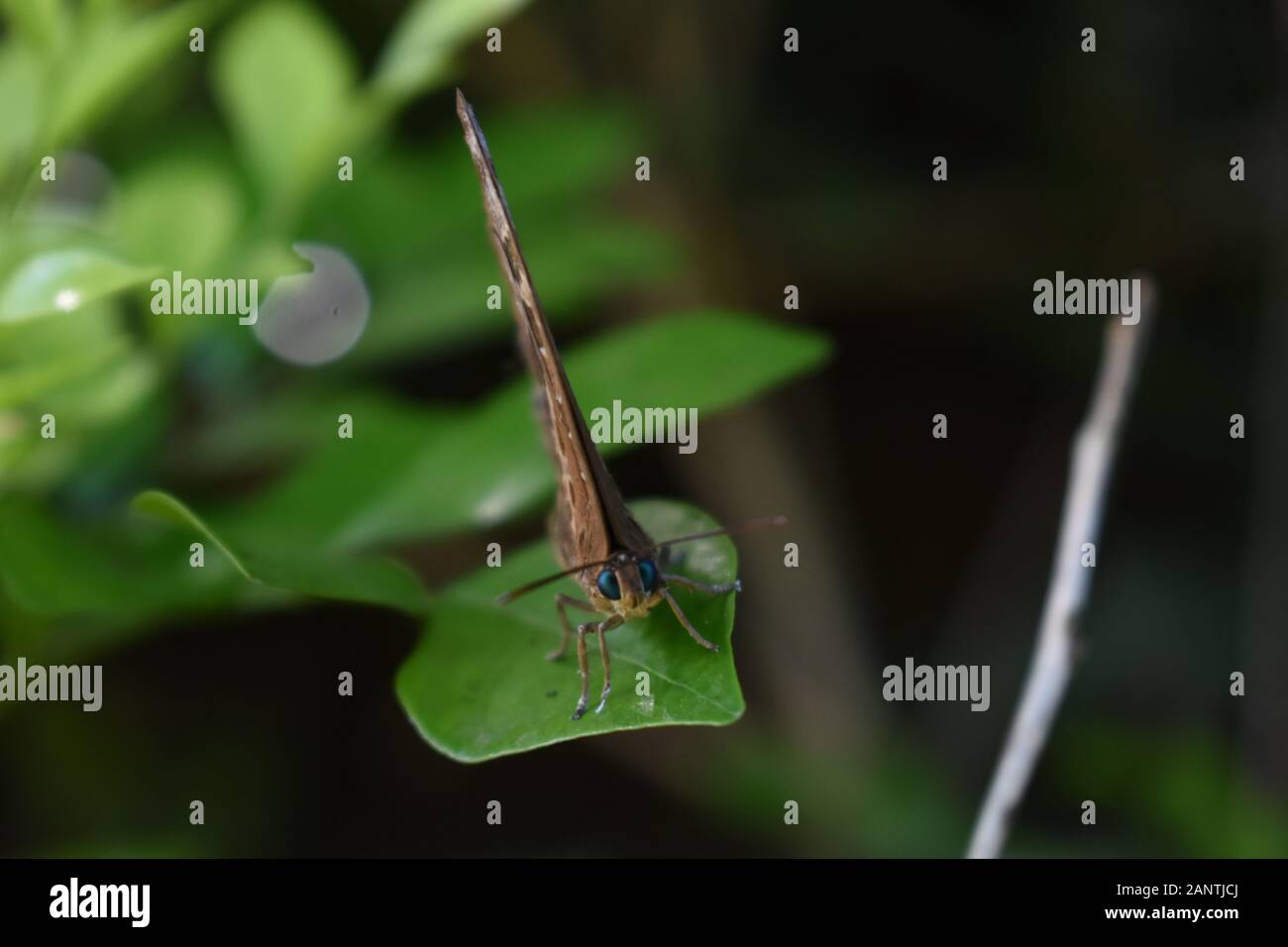 A close up photo of green eyed oakblues butterfly (Arhopala) perched on a green leaf. Surakarta, Indonesia. Stock Photo