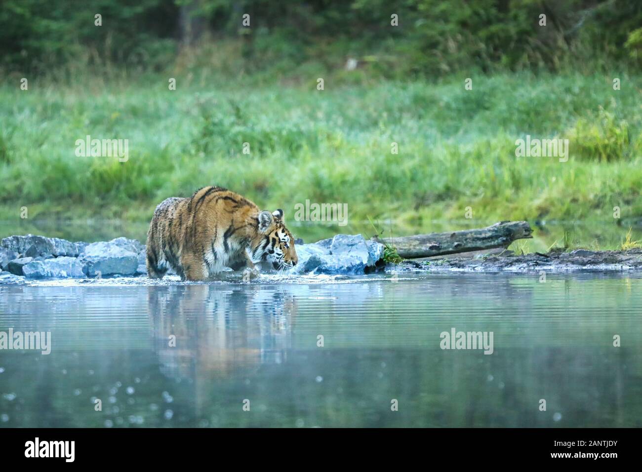 Siberian Tiger Walk Through Pond Panthera Tigris Altaica Stock Photo