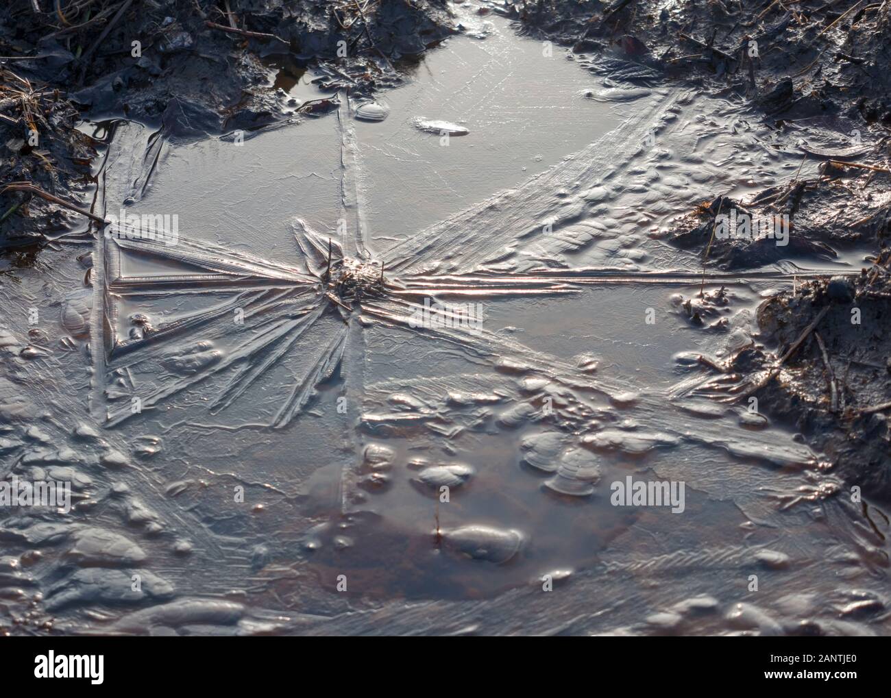 SCIENCE, PHYSICS, ICE, thin layer of ice crystals on a pond Stock Photo ...