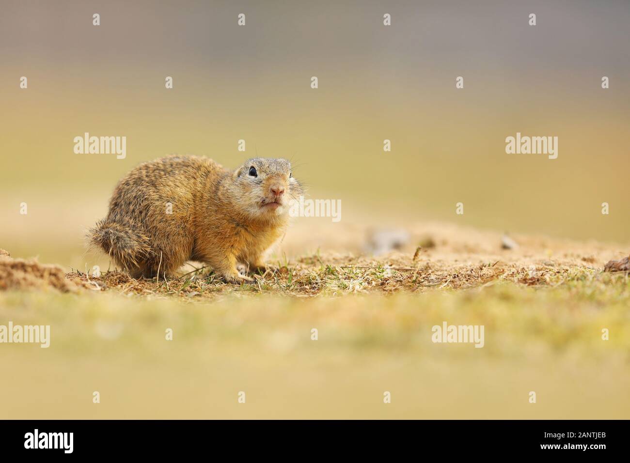 European Ground Squirrel, Spermophilus citellus, sitting in the grass during late summer, detail animal portrait, Czech Republic. Stock Photo
