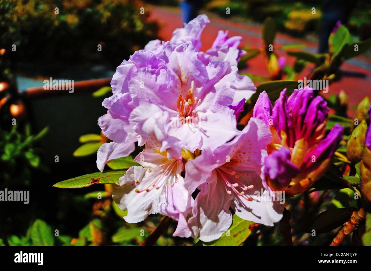 Rhododendron Shrub Stock Photos Rhododendron Shrub Stock Images