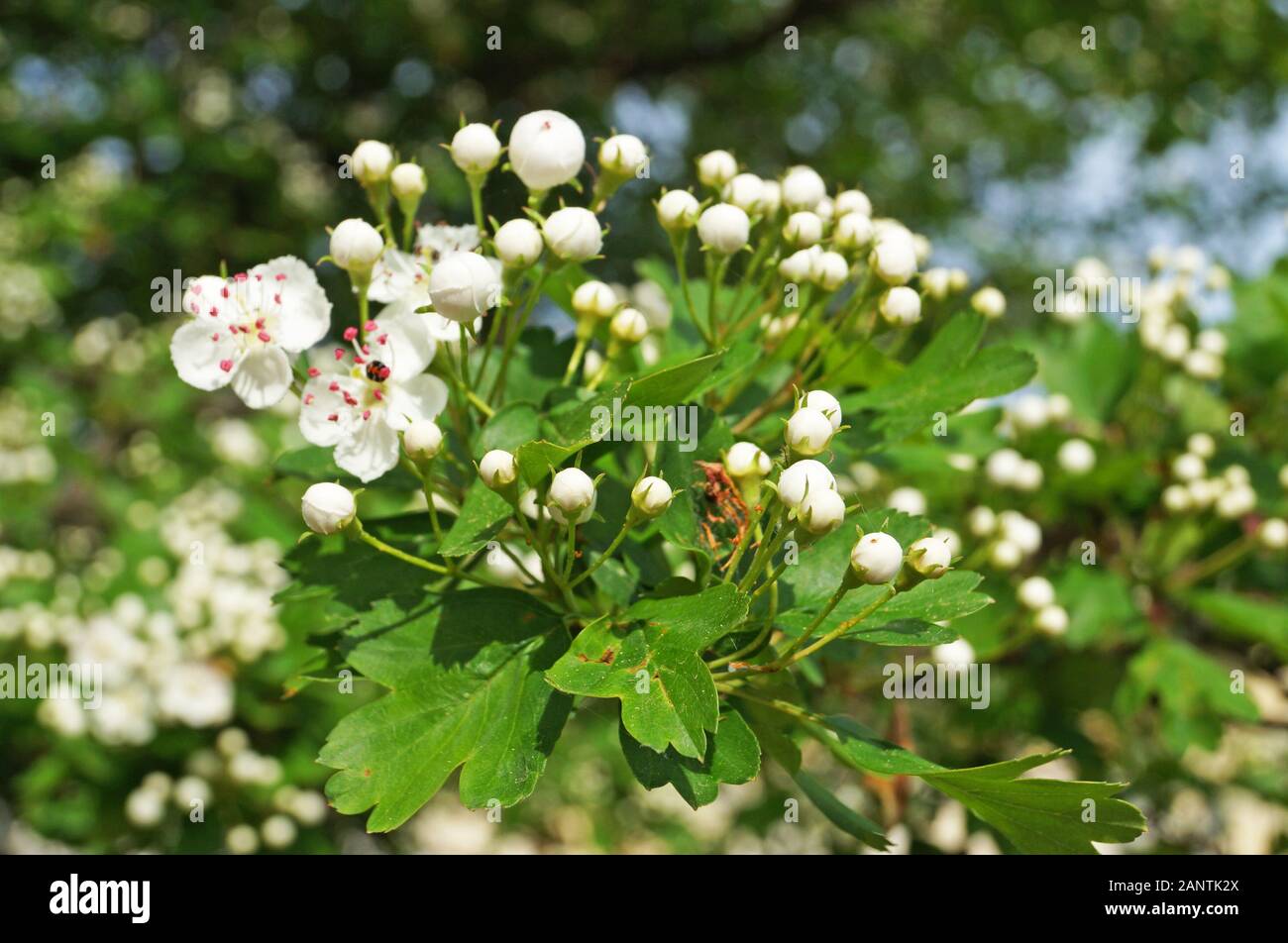 Hawthorn branch with delicate white inflorescences and green leaves on a spring day Stock Photo
