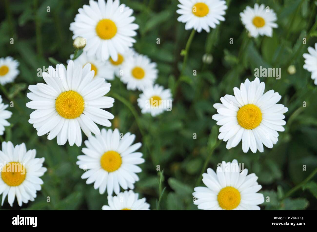 Tiny white flowers with a yellow center hi-res stock photography and ...