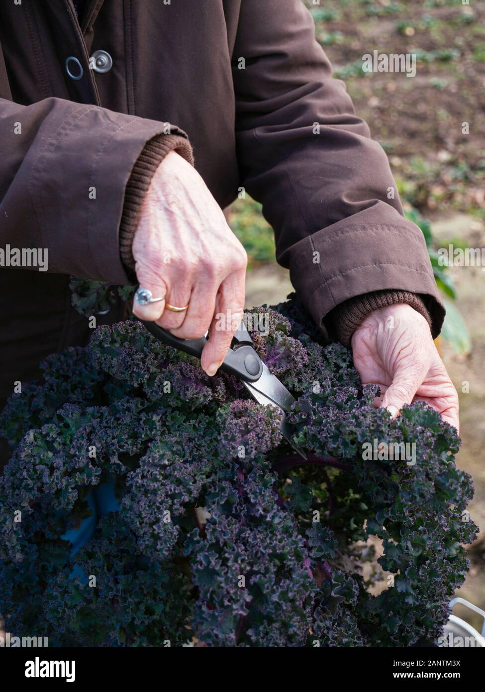 Woman havesting kale leaves from a German variety called Lippische Palme. Stock Photo