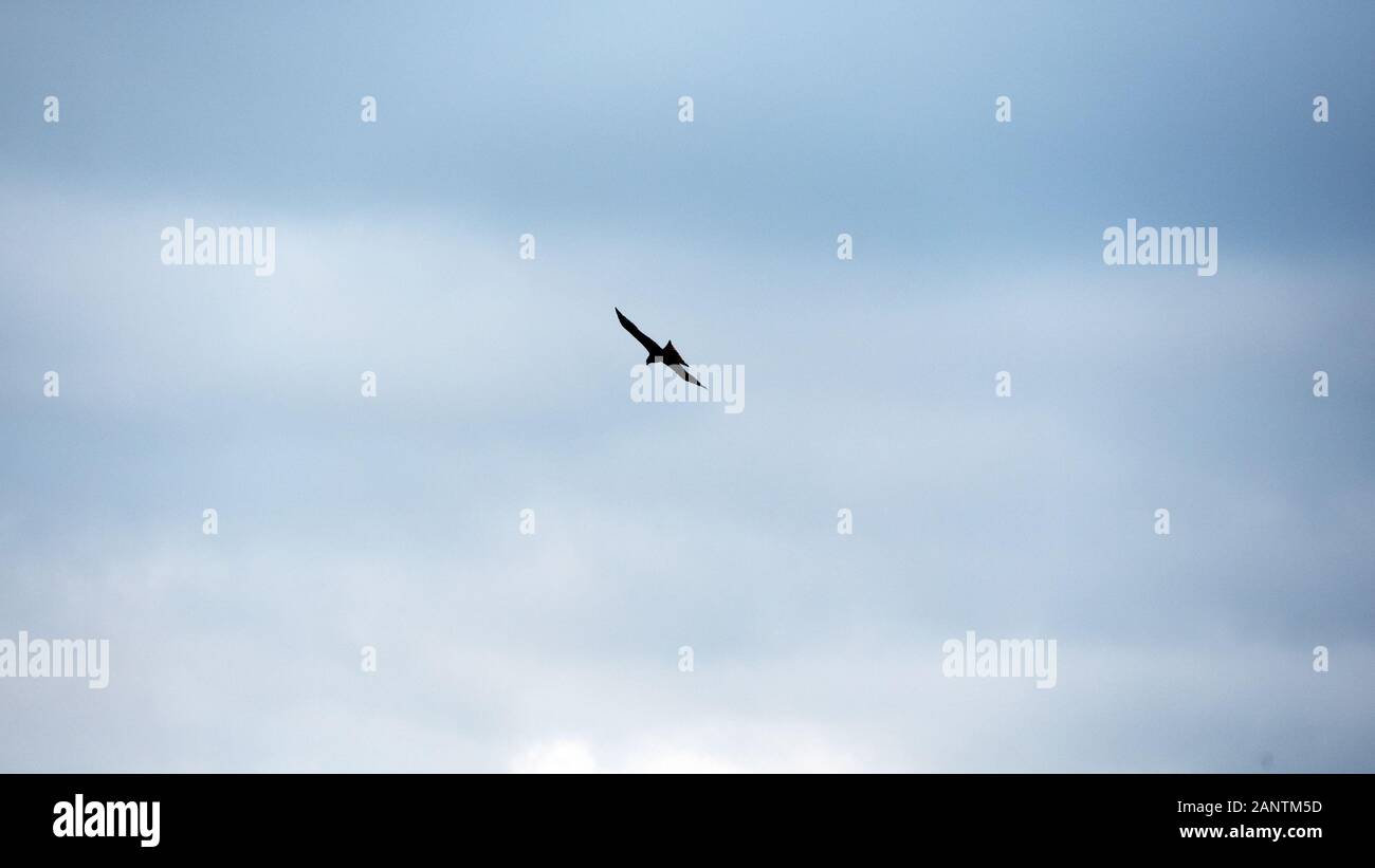 Bird of prey in flight Stock Photo