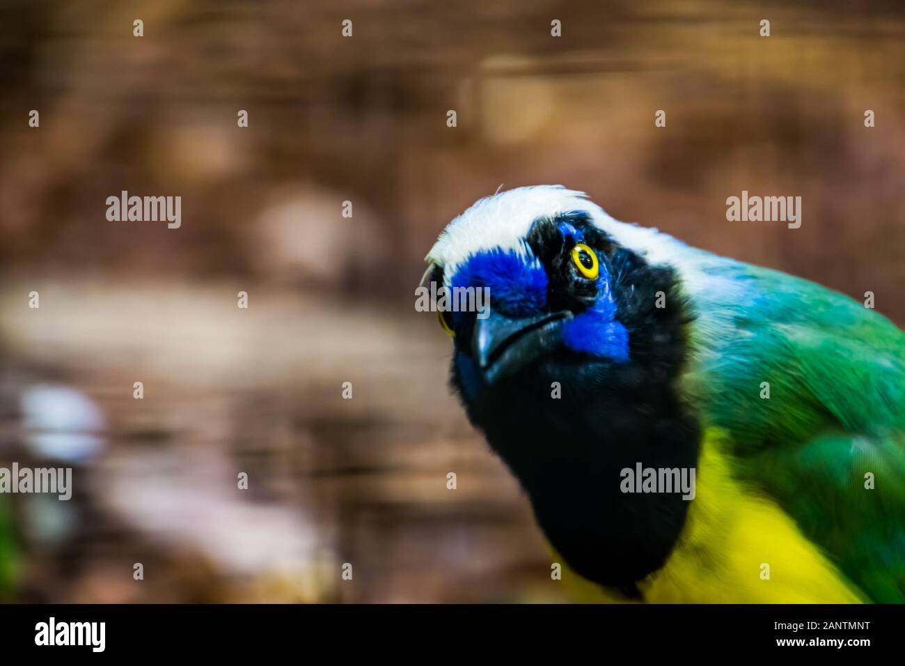 funny inca jay face in closeup, tropical bird specie from america Stock ...