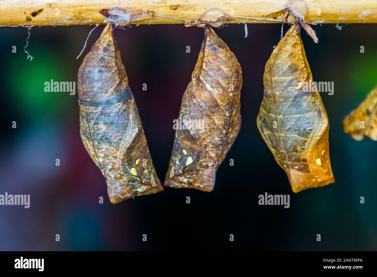 macro closeup of yellow edged giant owl butterfly cocoons, Tropical insect specie, pupation cycle Stock Photo