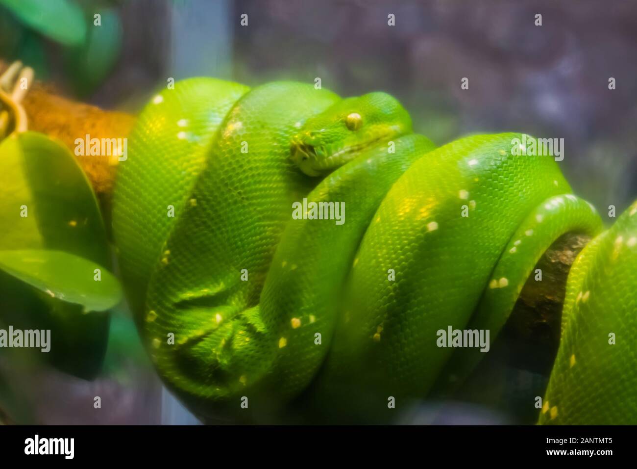 closeup of a green tree python, popular tropical serpent specie from ...