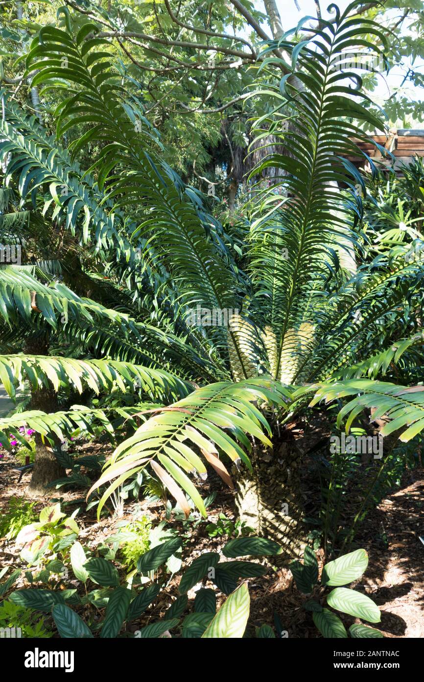 Encephalartos hildebrandtii  at Marie Selby Botanical Gardens in Sarasota, Florida, USA. Stock Photo
