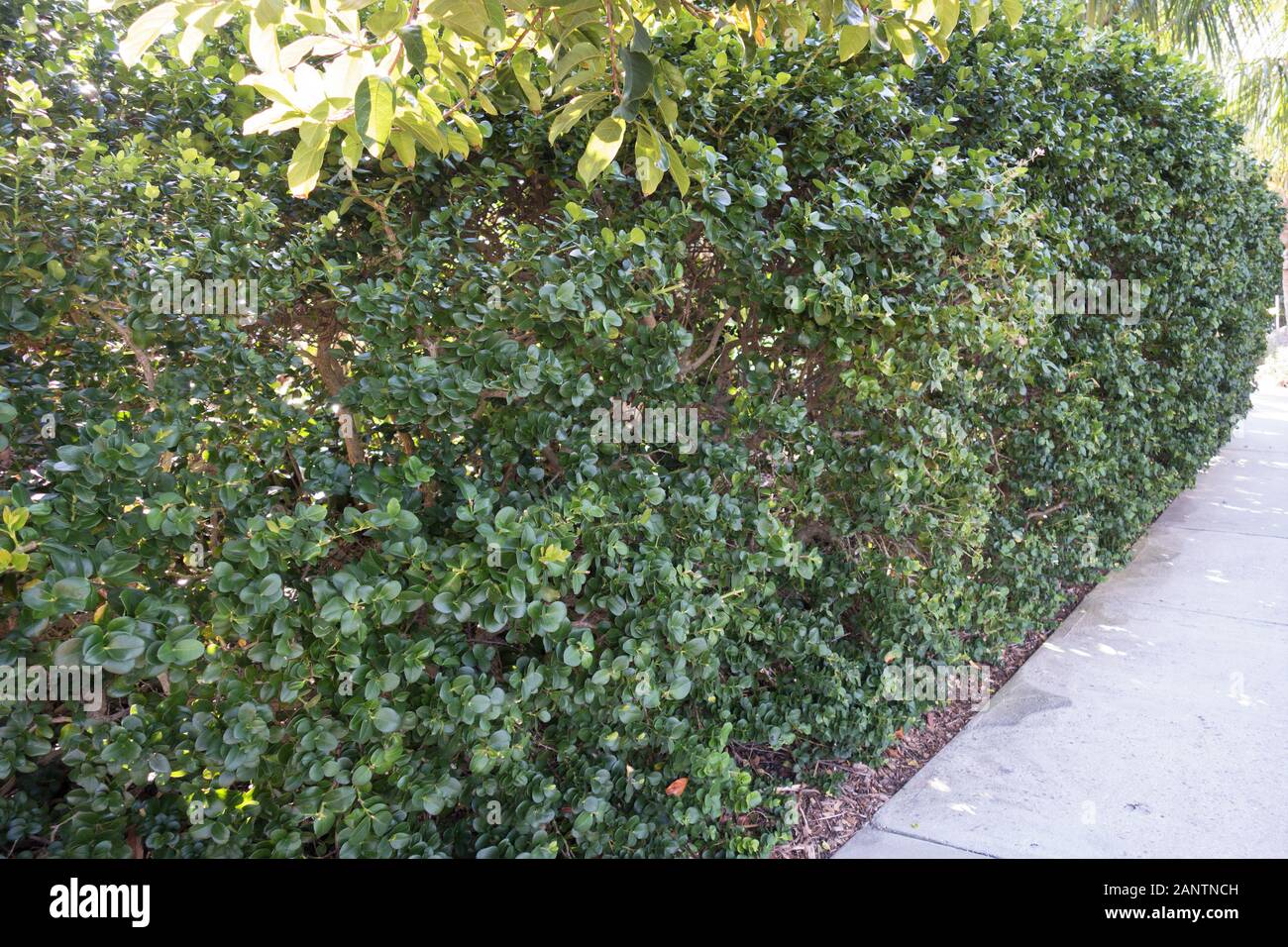 Carissa macrocarpa &lsquo;Boxwood Beauty&rsquo; at Marie Selby Botanical Gardens in