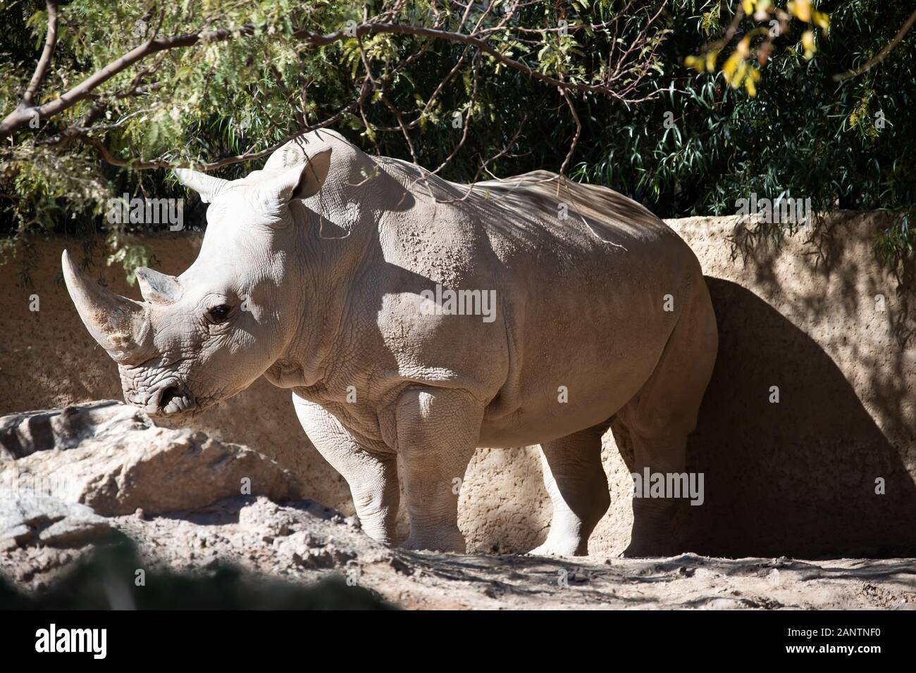 Rhino in Phoenix Zoo, Arizona, USA Stock Photo Alamy