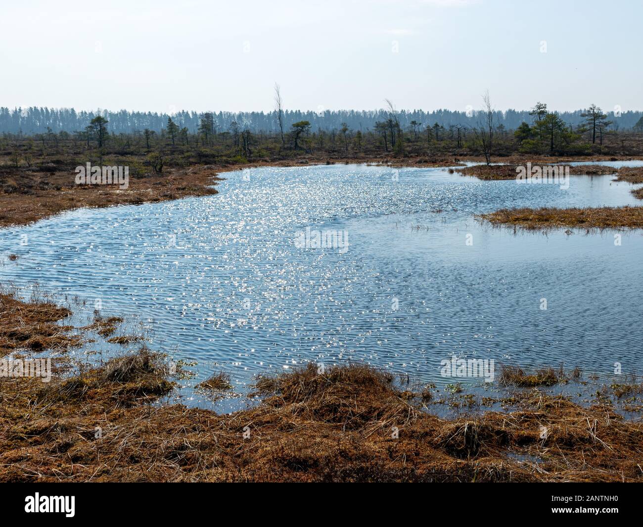 simple swamp landscape with swamp grass and moss in the foreground ...