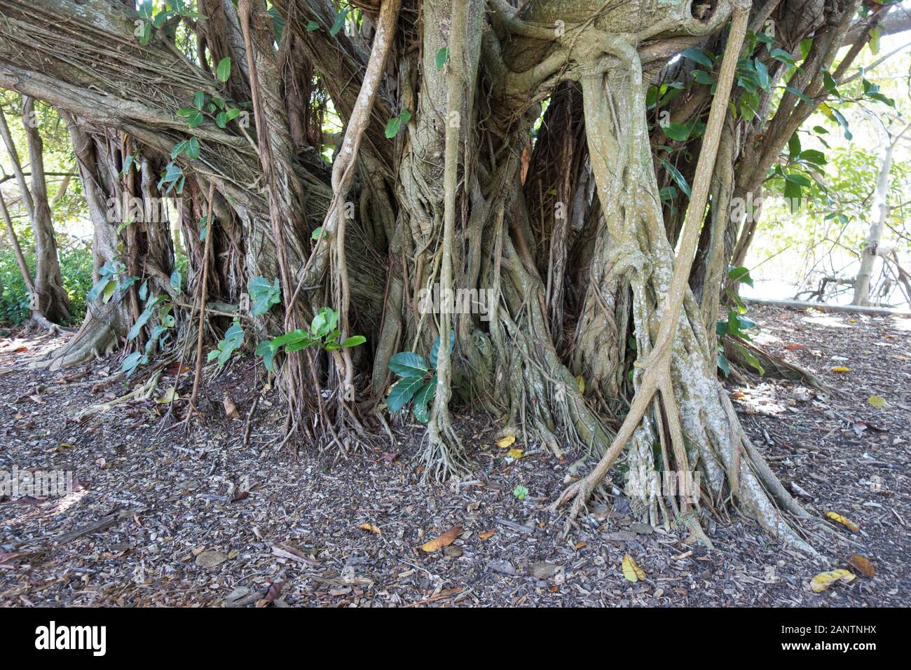 Ficus trees with aerial roots at Marie Selby Botanical Gardens in