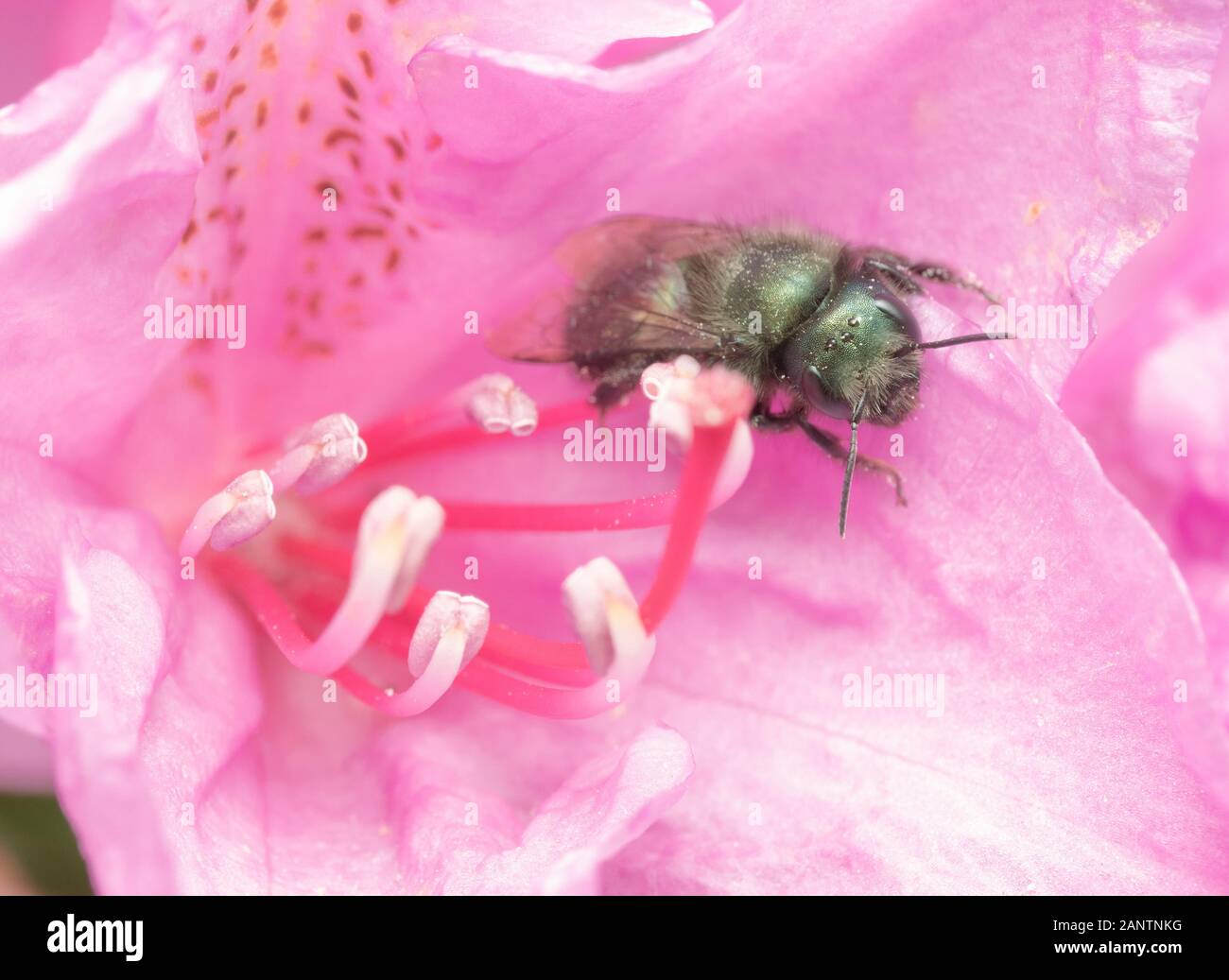 Osmia Lignaria, Orchard Mason Bee in Rhododenron Flower Stock Photo