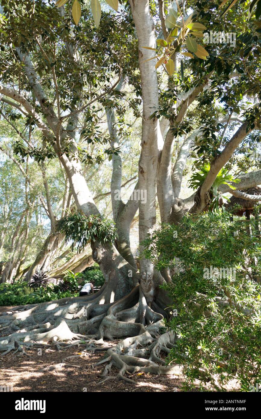 Giant ficus tree at Marie Selby Botanical Gardens in Sarasota, Florida