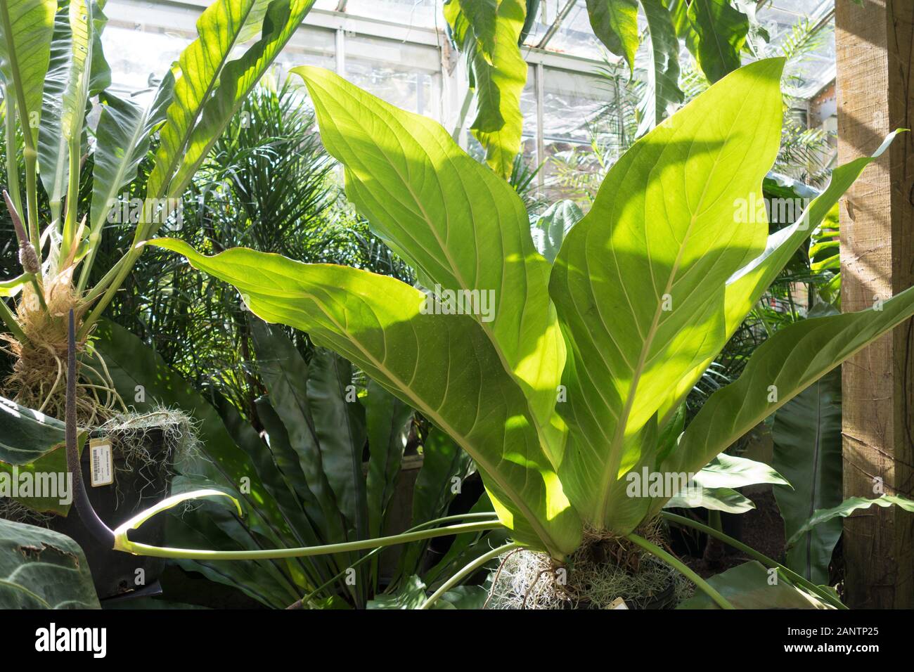 Anthurium hookeri at Marie Selby Botanical Gardens in Sarasota, Florida,  USA Stock Photo - Alamy