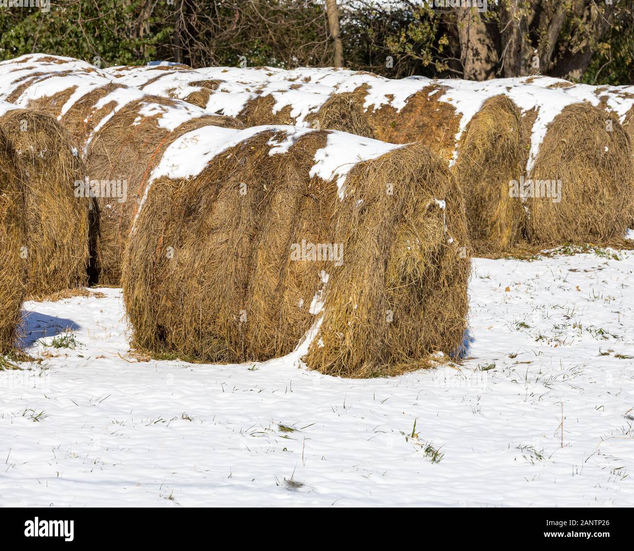 Large, round grass and alfalfa hay bales covered in snow in pasture or field Stock Photo