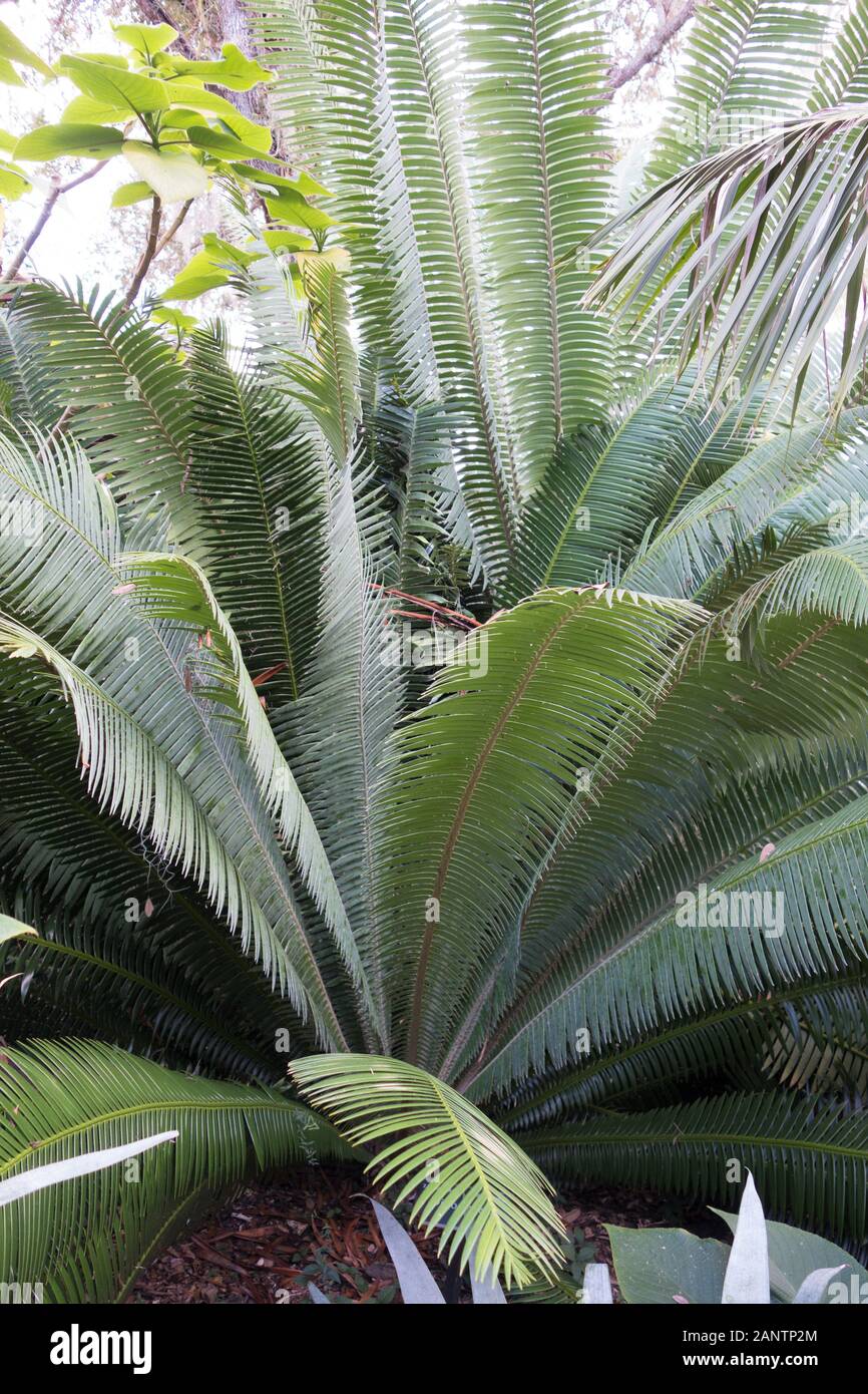 Dioon mejiae at Marie Selby Botanical Gardens in Sarasota, Florida, USA. Stock Photo