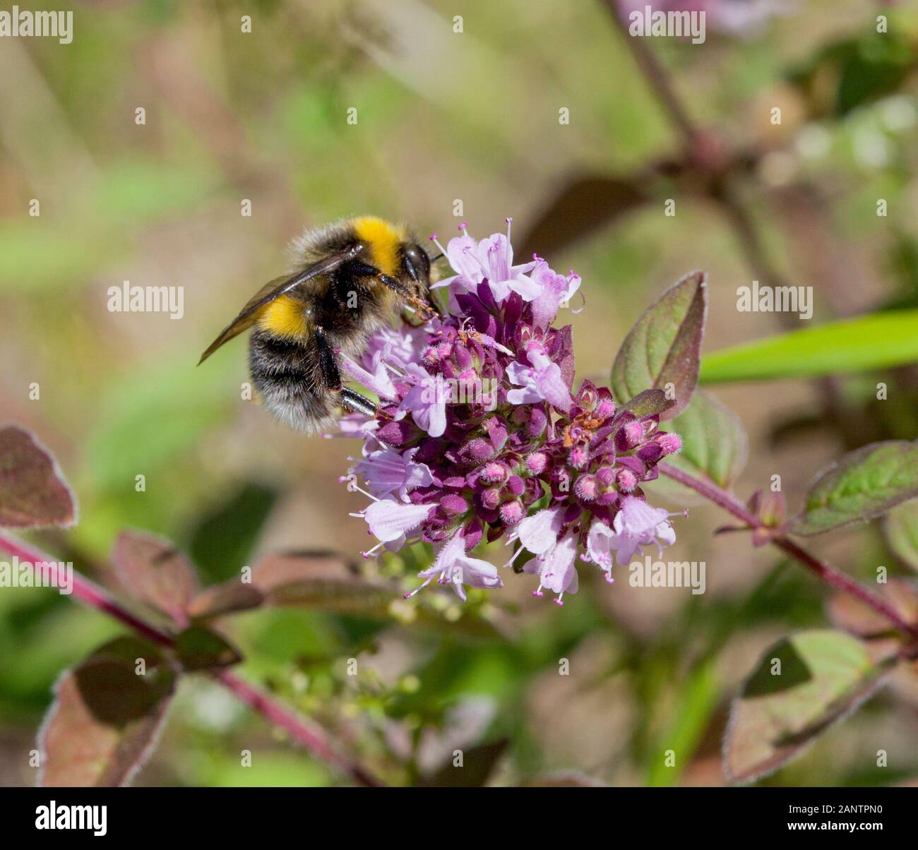 BUMBLEBEE out in garden on flower of Oregano Stock Photo