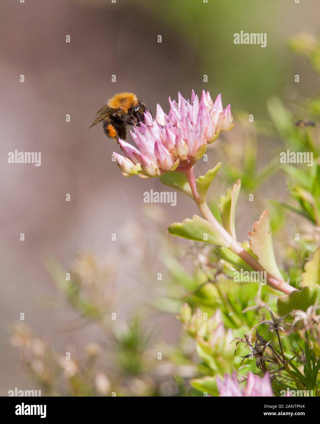 BUMBLEBEE out in garden on flower of Sedum Stock Photo