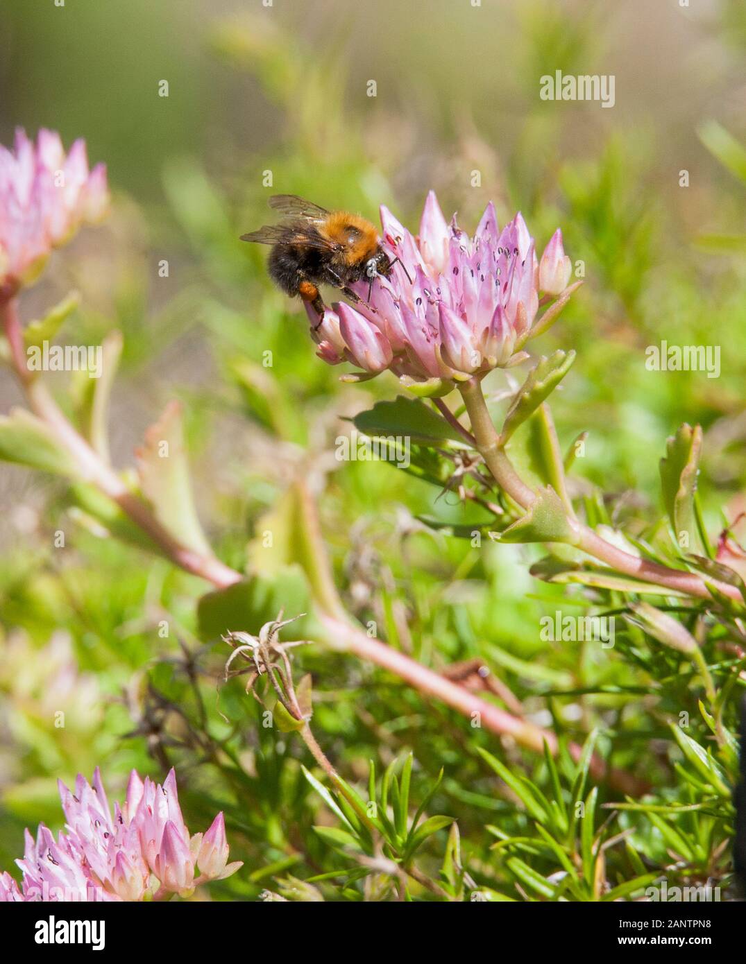 BUMBLEBEE out in garden on flower of Sedum Stock Photo