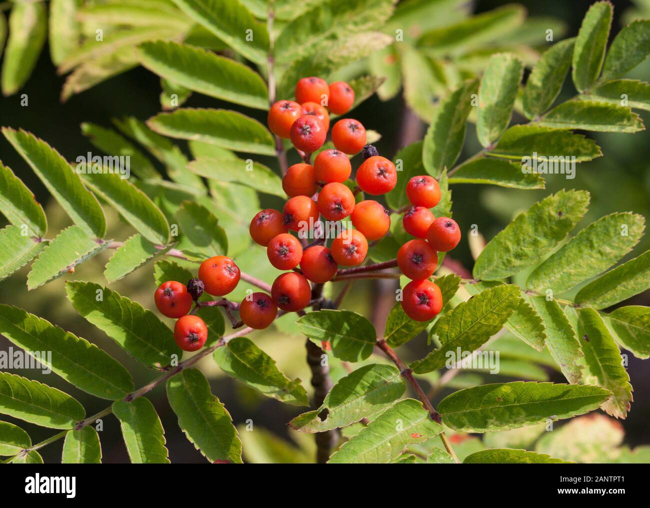 Red berries rowan trees hires stock photography and images Alamy