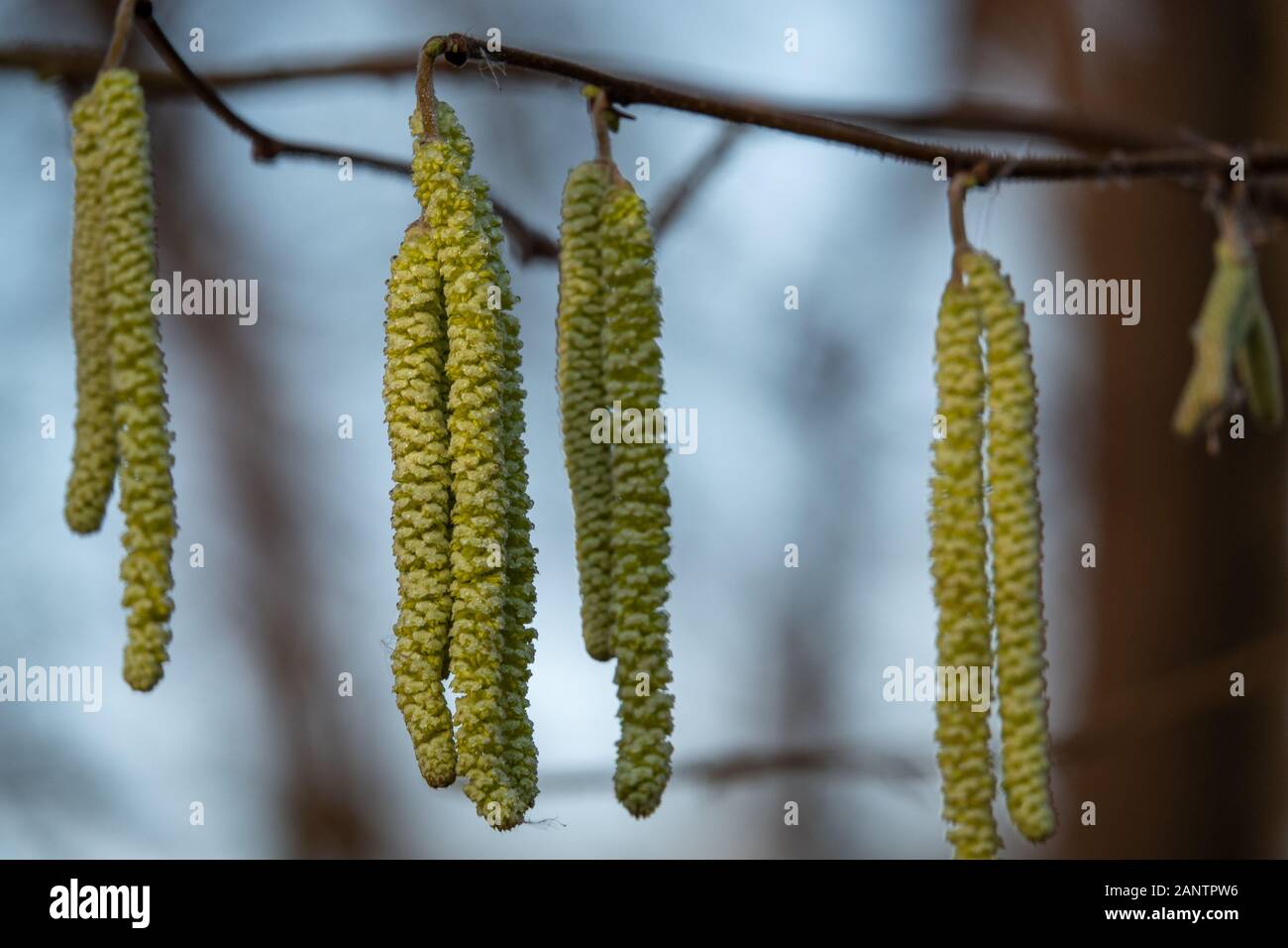 the hazelnut blossoms hang from a hazelnut bush as harbingers of spring
