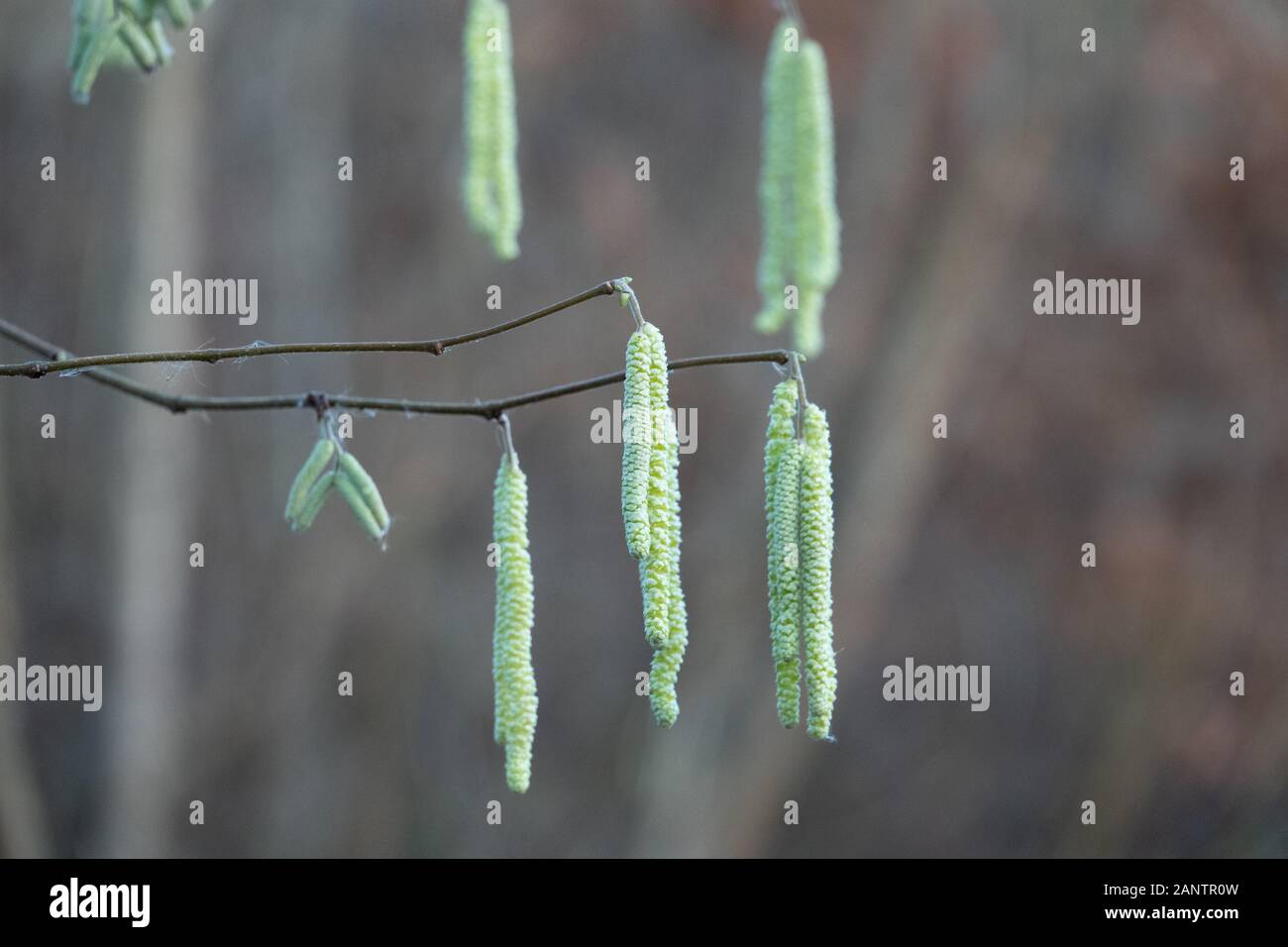 the hazelnut blossoms hang from a hazelnut bush as harbingers of spring