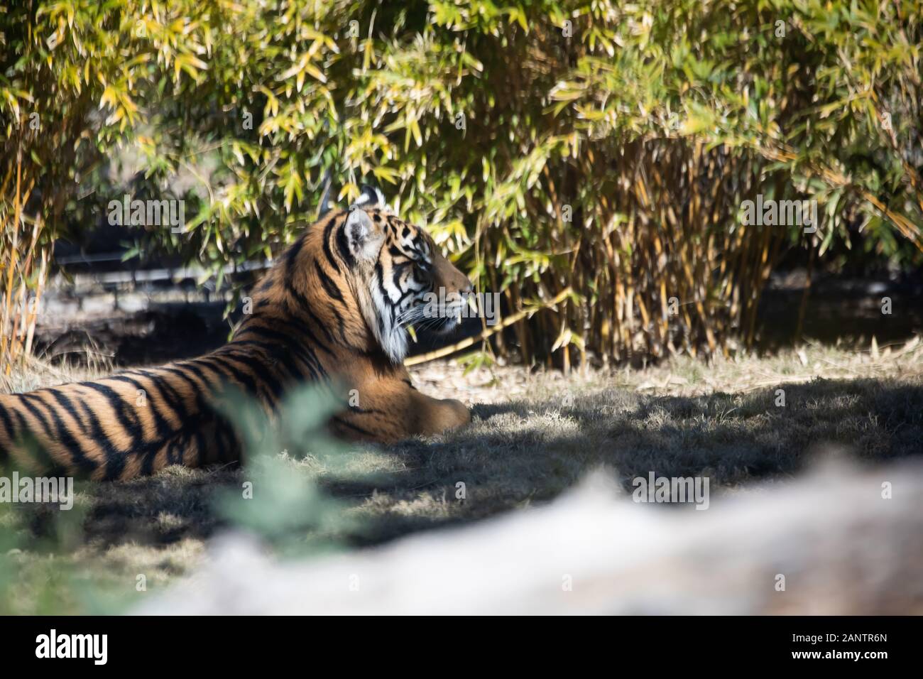 Sumatran Tiger in Phoenix Zoo, Arizona, USA Stock Photo Alamy