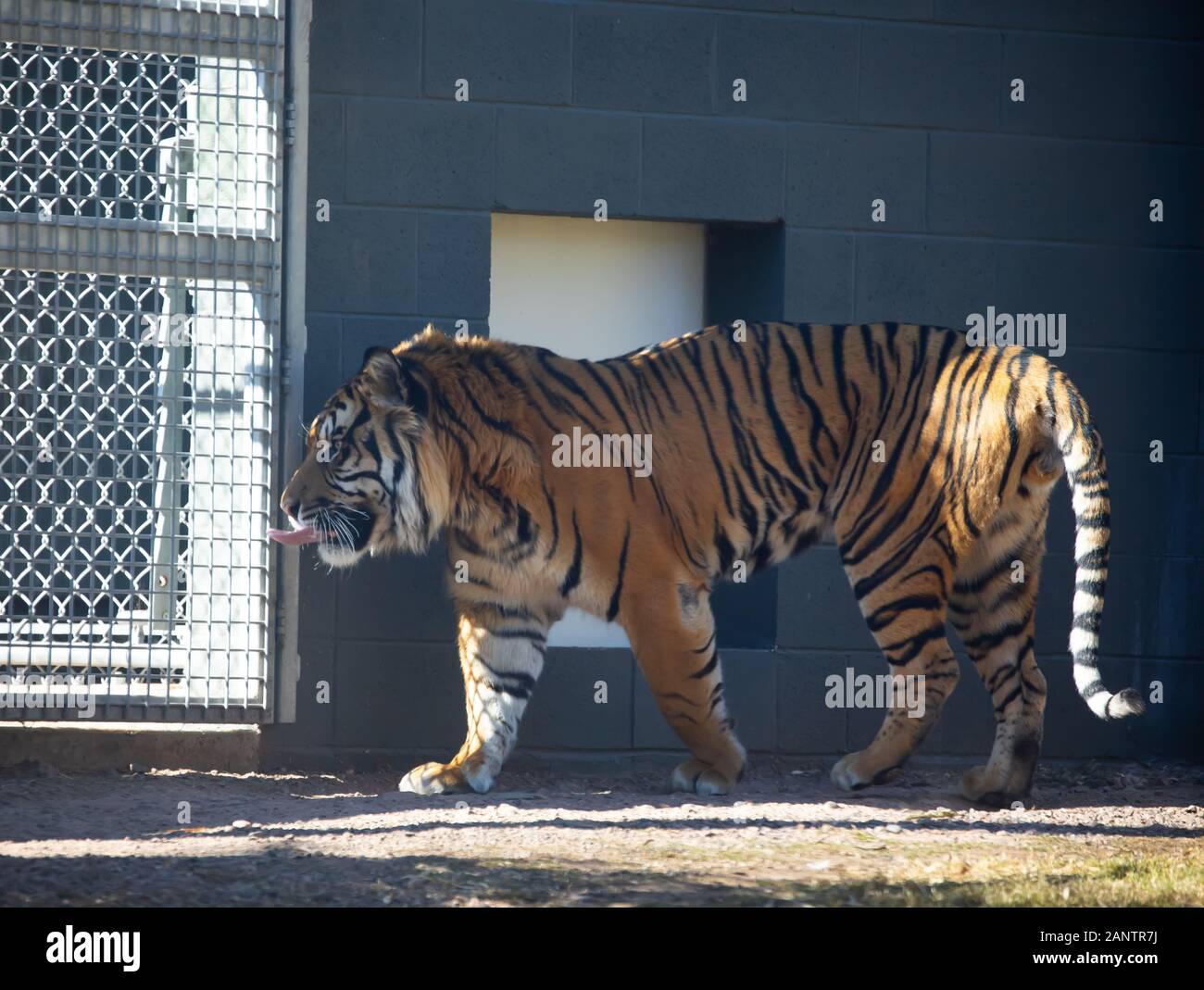 Sumatran Tiger in Phoenix Zoo, Arizona, USA Stock Photo Alamy