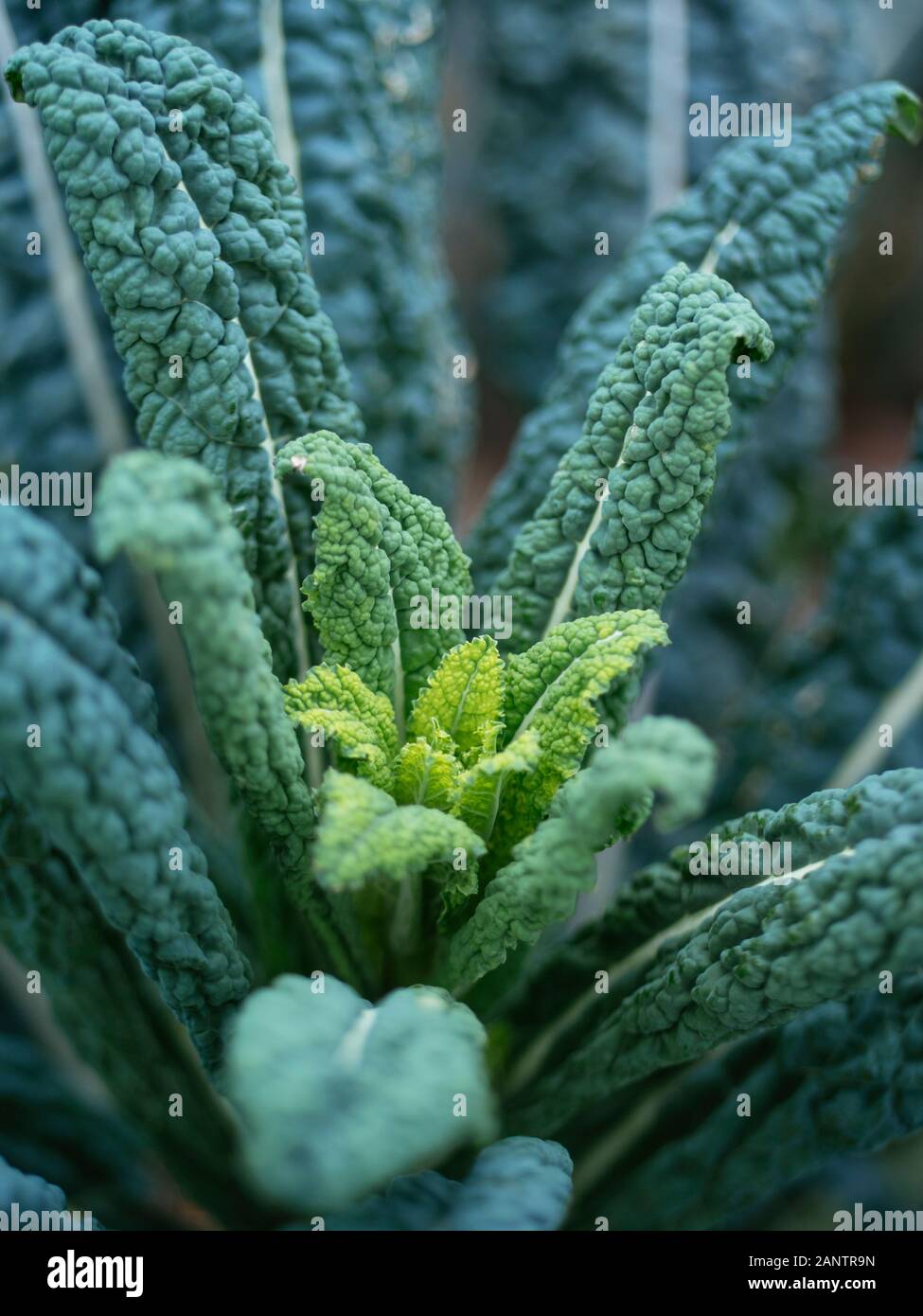 Kale Nero Di Toscana with fresh growth in a vegetable garden in January. Stock Photo