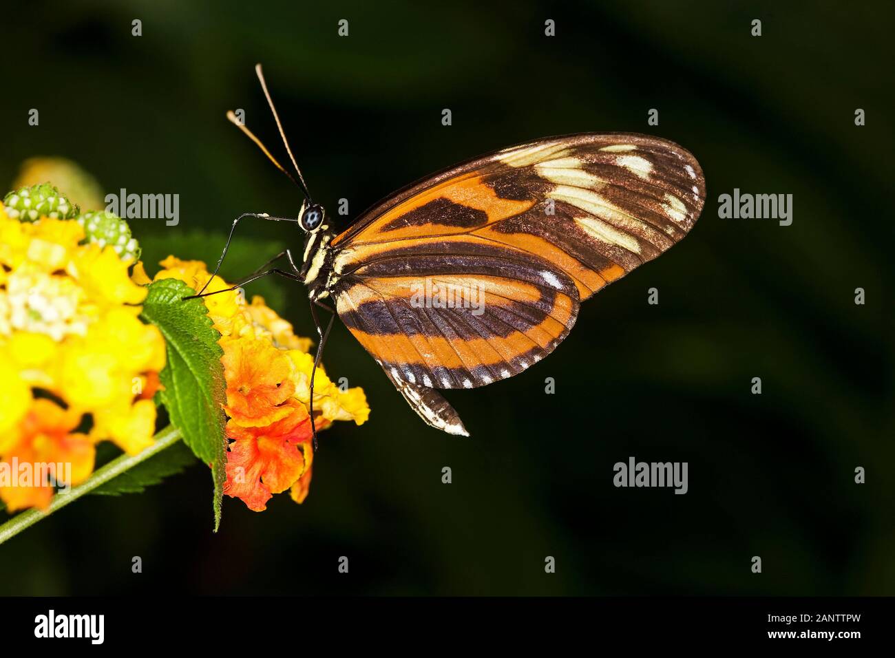 Eueides butterfly, eueides isabella, Adult standing on Flower Stock Photo
