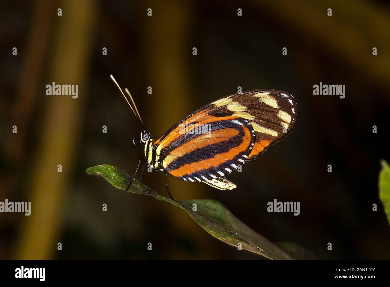 Eueides butterfly, eueides isabella, Adult standing on Leaf Stock Photo