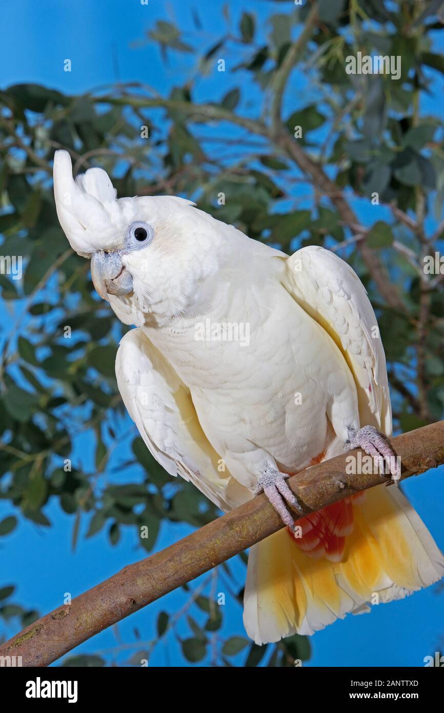PHILIPPINE COCKATOO OR RED-VENTED COCKATOO cacatua haematuropygia, ADULT STANDING ON BRANCH Stock Photo
