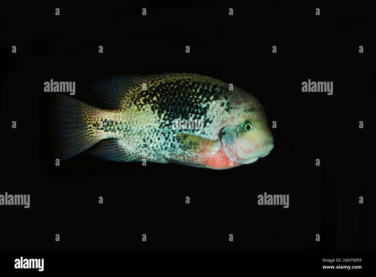 RED-HEADED CICHLID cichlasoma synspilum, ADULT Stock Photo