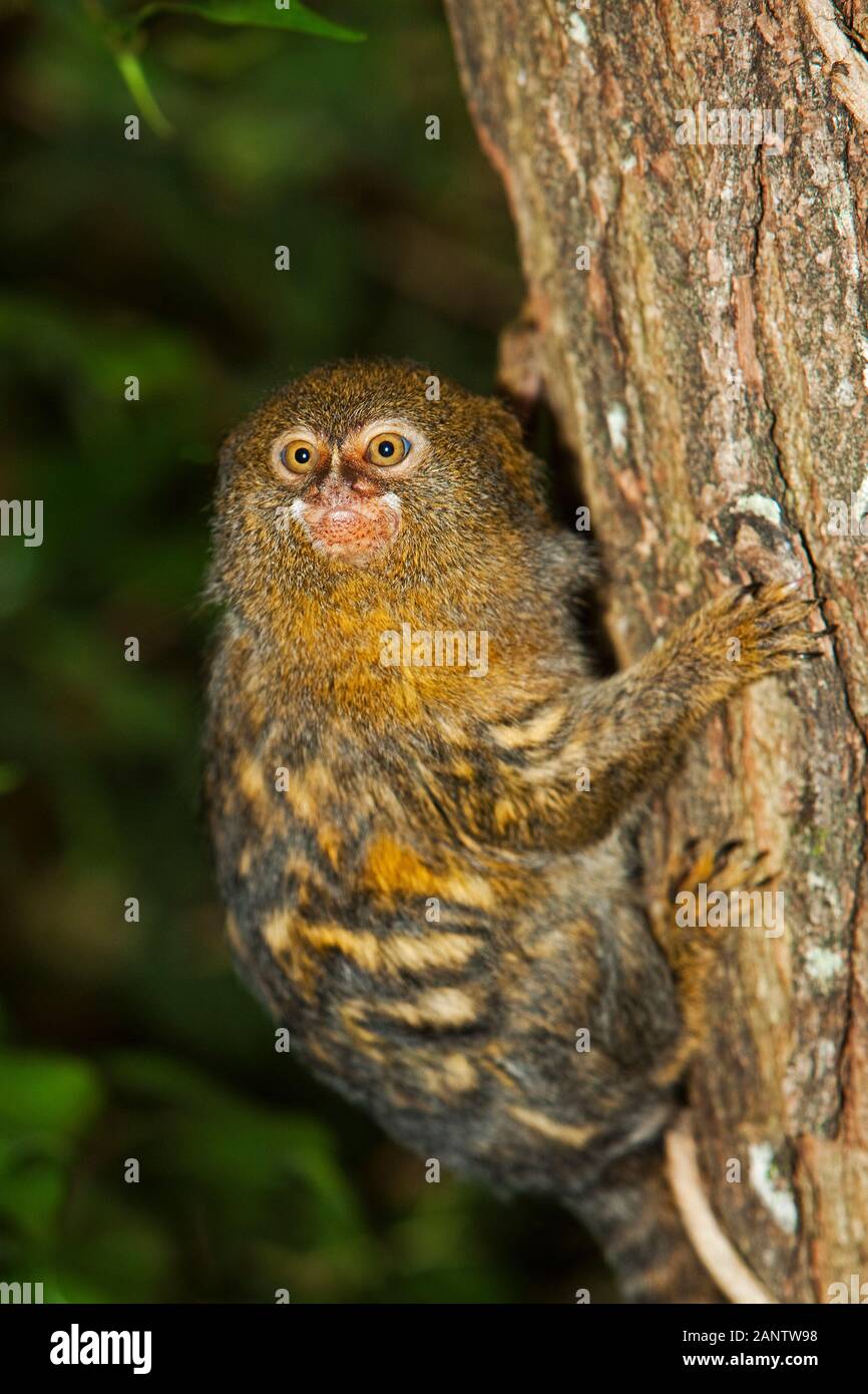 Pygmaea PYGMY MARMOSET callithrix pygmaea, ADULT HANGING FROM BRANCH Stock ...