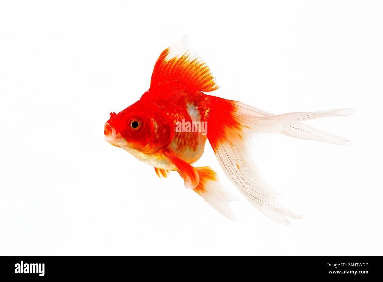 Ryukin Goldfish, carassius auratus, Adult Against White Background Stock Photo