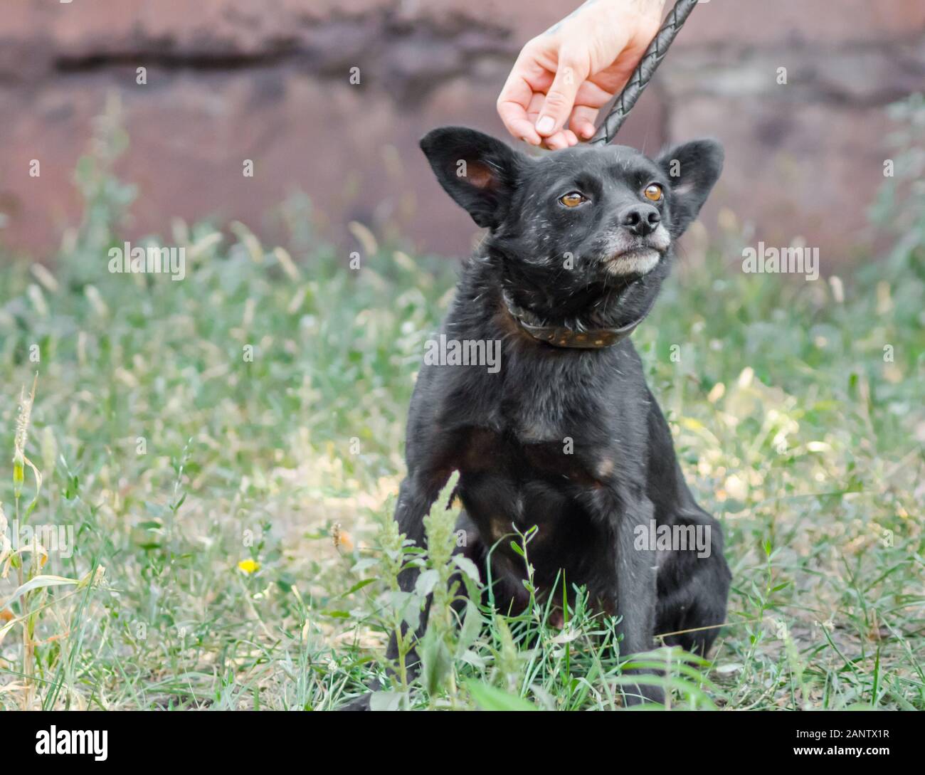 human hand stroking a purebred mongrel black dog on the head Stock Photo