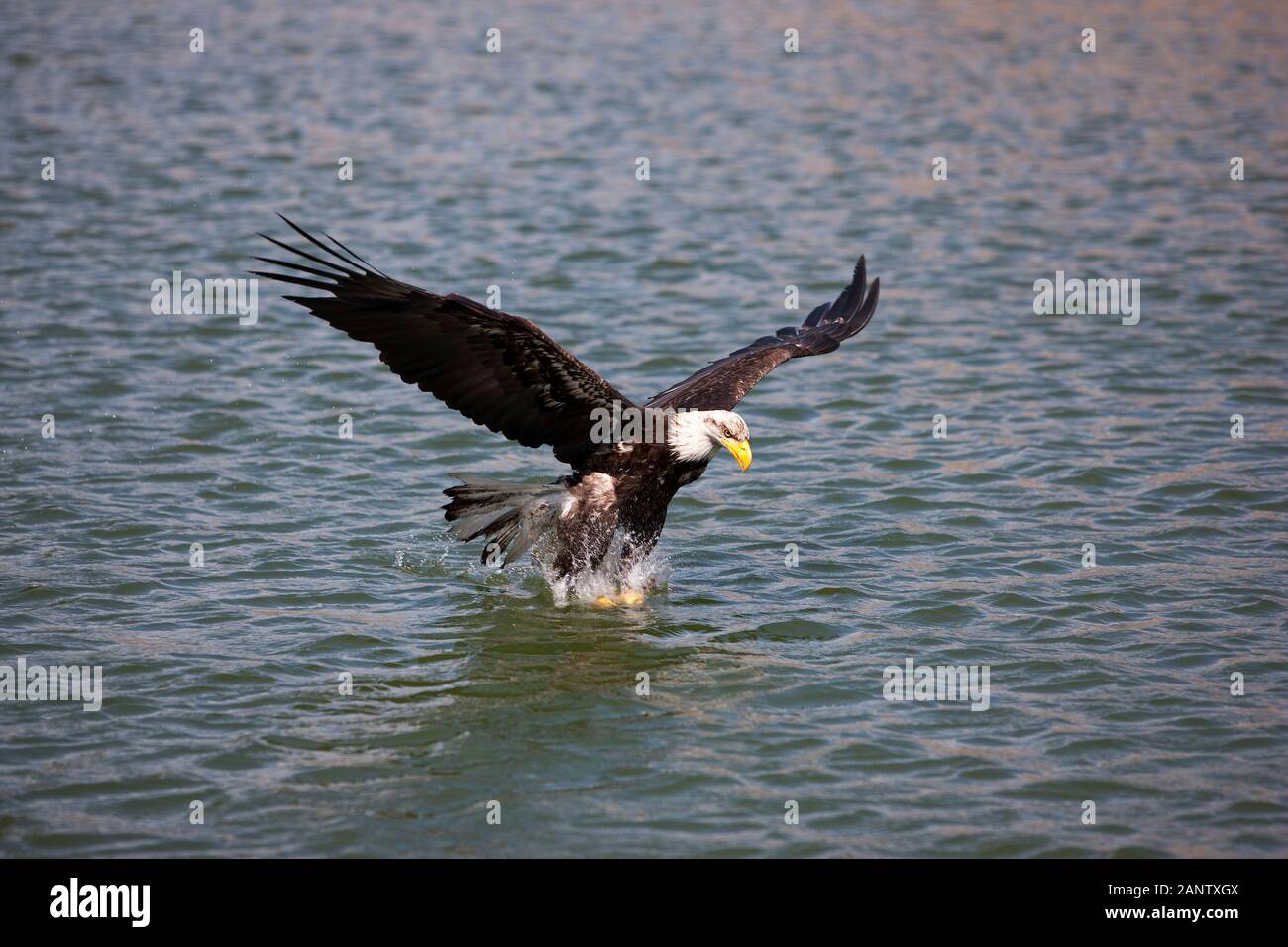 BALD EAGLE haliaeetus leucocephalus, JUVENILE IN FLIGHT, FISHING Stock ...