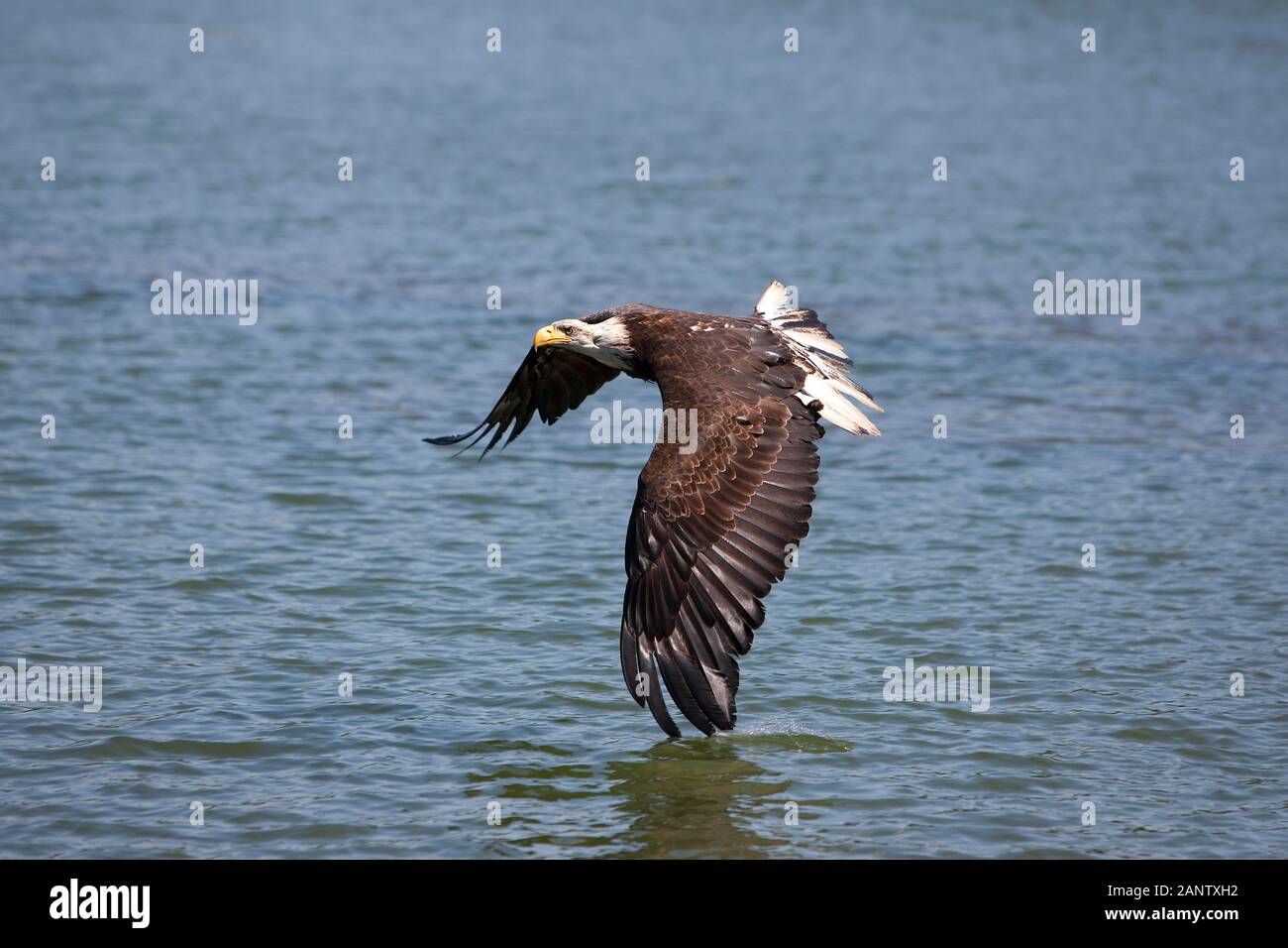 BALD EAGLE haliaeetus leucocephalus, JUVENILE IN FLIGHT Stock Photo - Alamy