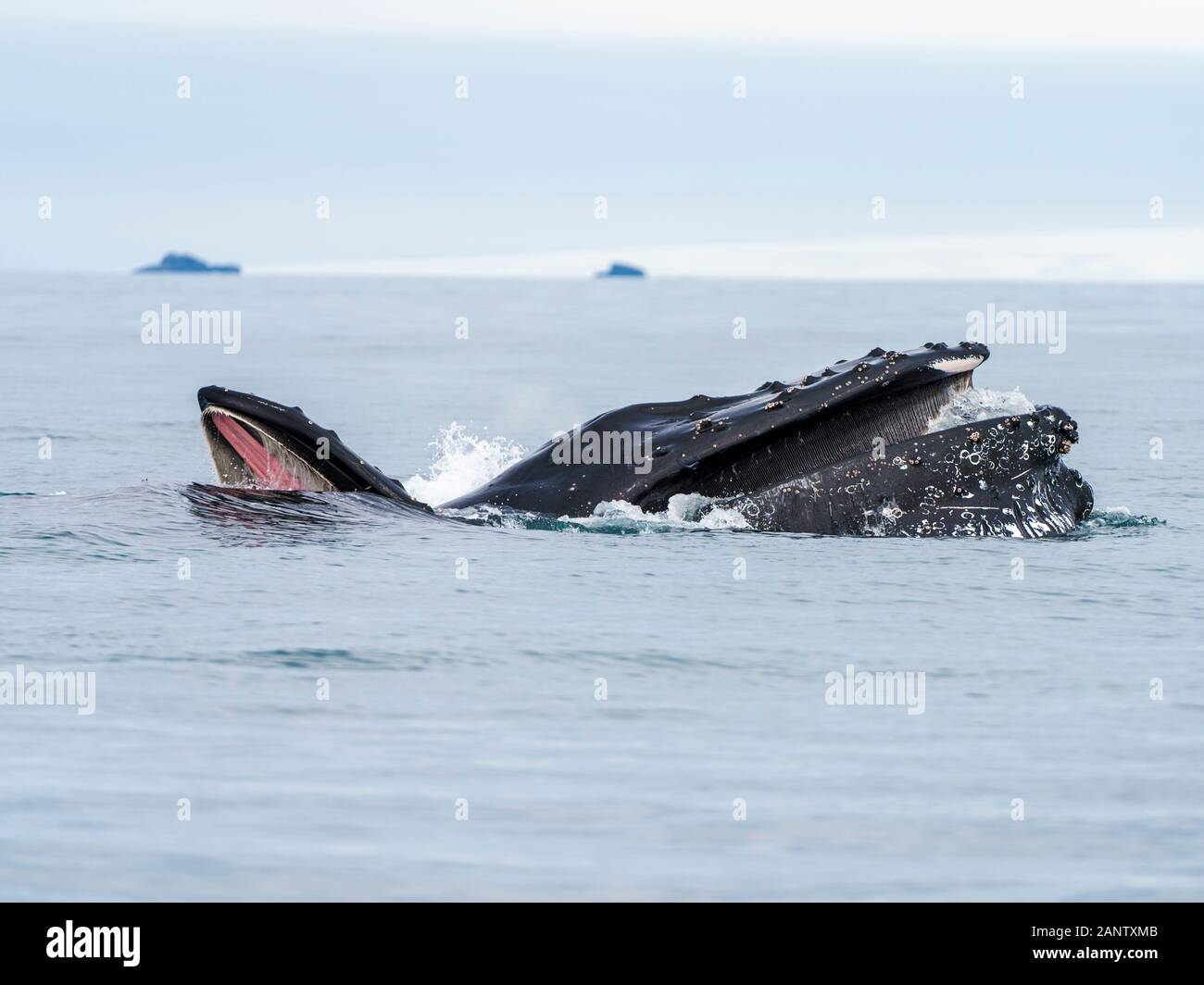 Humpback Whales feeding on Krill in Antarctica and a mother whale teaching her calf to feed. Taken at the south shetland islands. Stock Photo