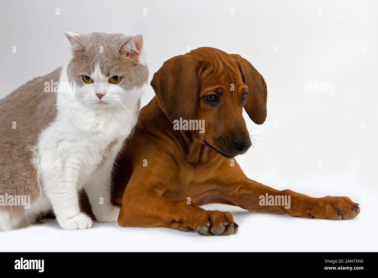 Male Lilac And White British Shorthair Domestic Cat With A