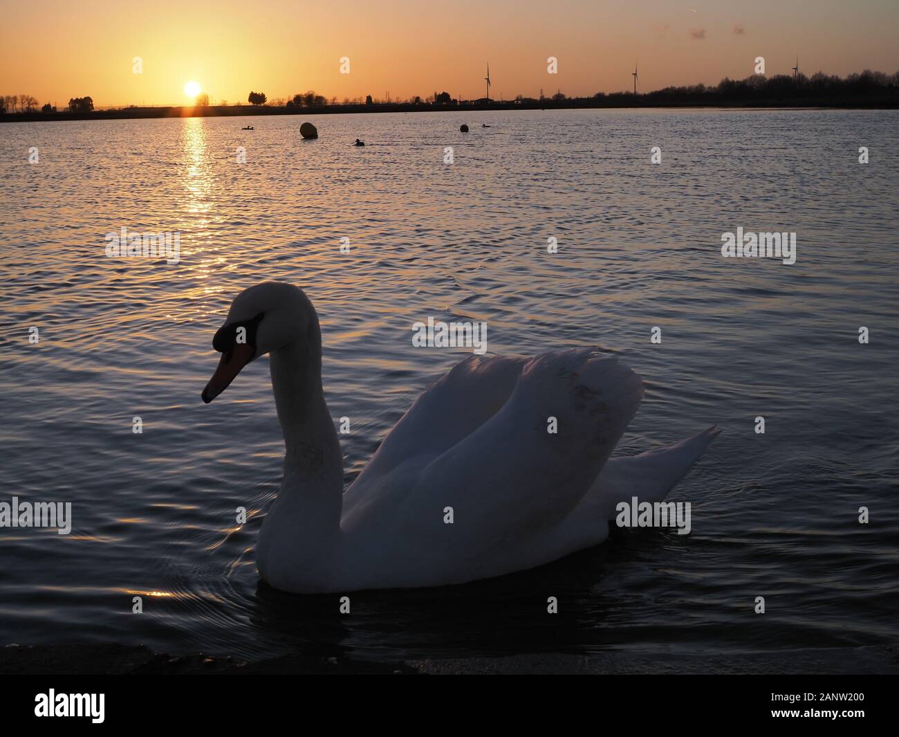 Sheerness, Kent, UK. 19th Jan, 2020. UK Weather: 'swan lake' - mute swans at sunset at Barton's Point lake in Sheerness this evening. Credit: James Bell/Alamy Live News Stock Photo