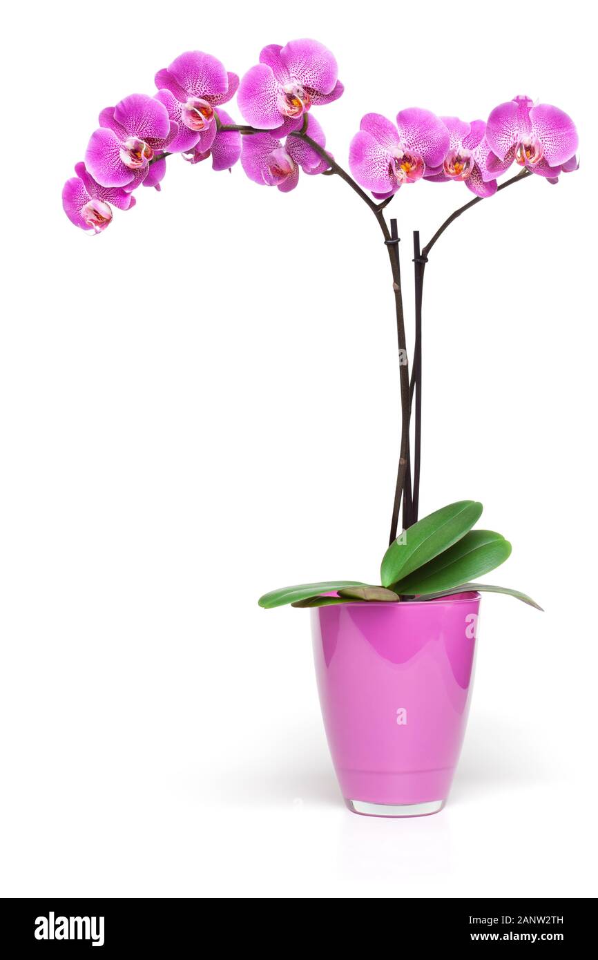 Pink orchid in decorative pot isolated on the white background, clipping path included. Stock Photo