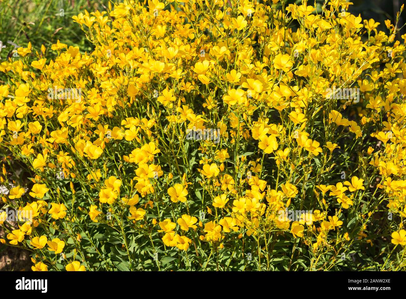 Yellow flax (Linum) flowers lit by the sun. Natural floral background. Stock Photo