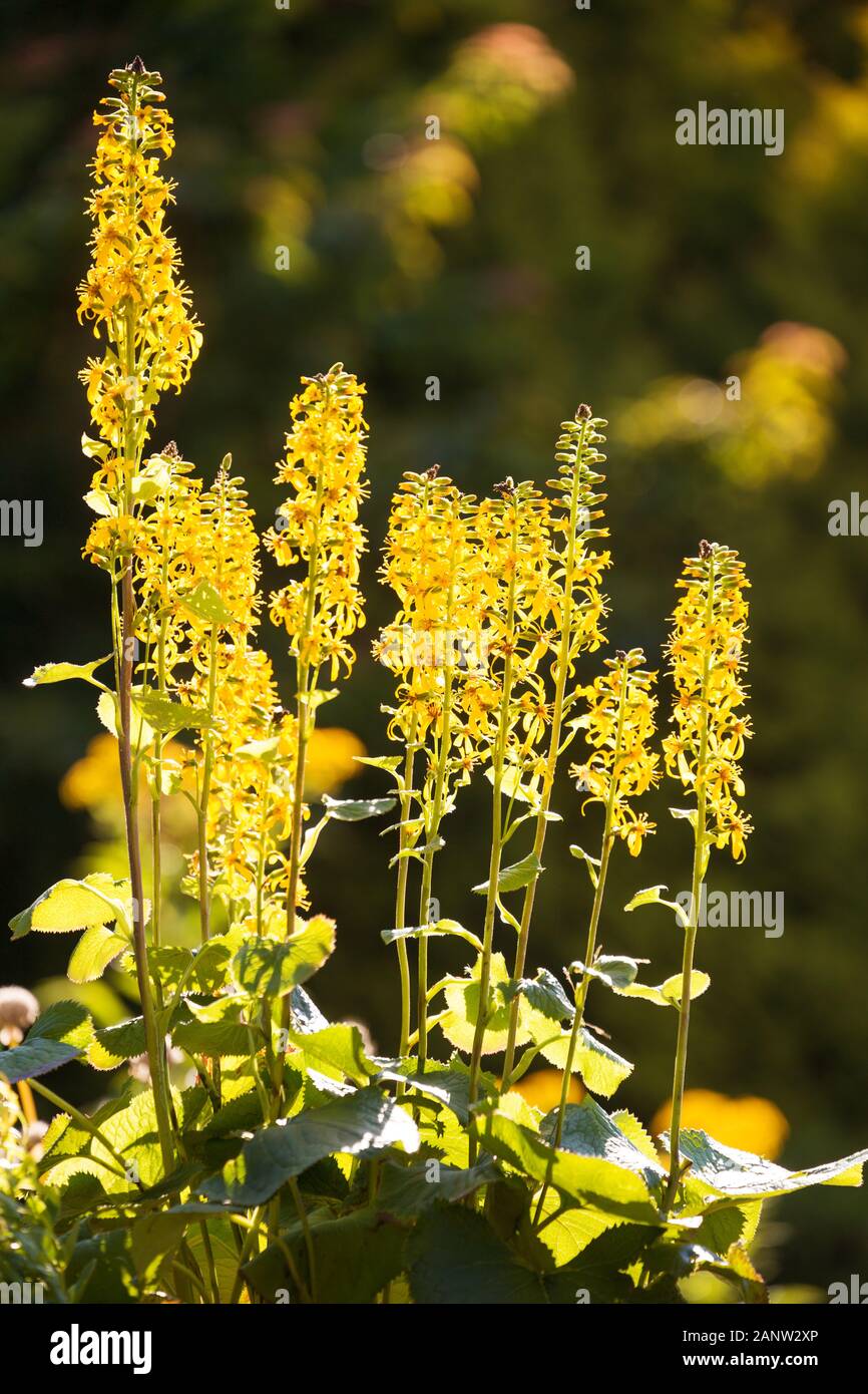 Long racemose inflorescences of Ligularia (leopard plant) lit by the sun. Natural floral background. Stock Photo