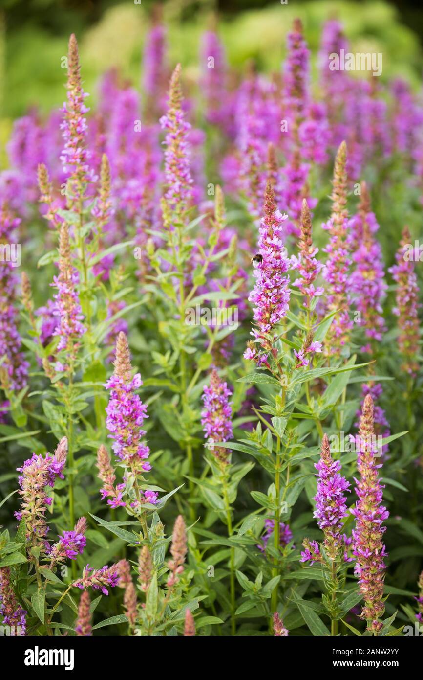 Lythrum salicaria or purple loosestrife. Natural floral background. Stock Photo