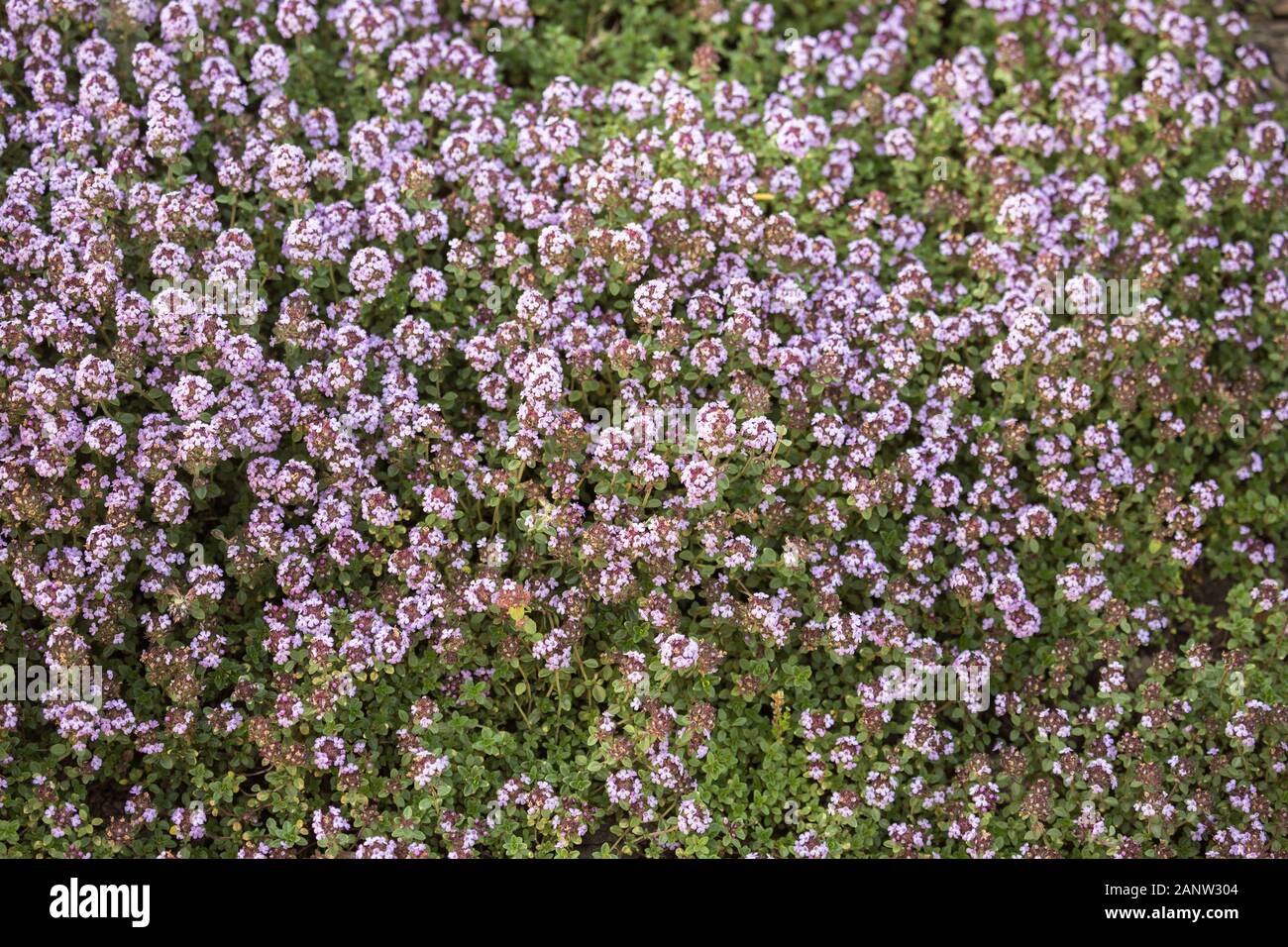 Blooming Thymus citriodorus (lemon thyme or citrus thyme) in garden. Natural floral background Stock Photo